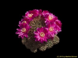 Sulcorebutia steinbachii v. steinbachii HS177 3309